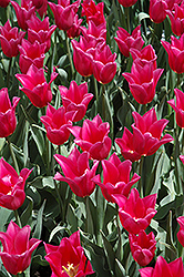 Mariette Tulip (Tulipa 'Mariette') at Stonegate Gardens