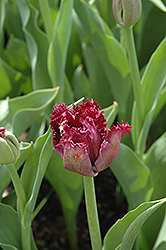 Black Jewel Tulip (Tulipa 'Black Jewel') at A Very Successful Garden Center
