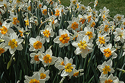 Orange Ice Follies Daffodil (Narcissus 'Orange Ice Follies') at Stonegate Gardens