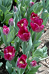 Cum Laude Tulip (Tulipa 'Cum Laude') at Stonegate Gardens