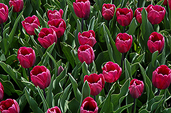 Stability Tulip (Tulipa 'Stability') at A Very Successful Garden Center