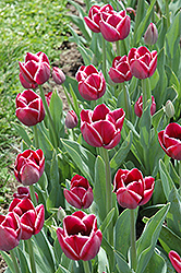 Dreaming Maid Tulip (Tulipa 'Dreaming Maid') at Stonegate Gardens