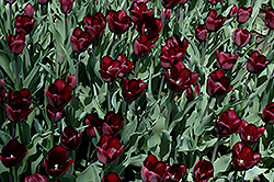 Recreado Tulip (Tulipa 'Recreado') at A Very Successful Garden Center