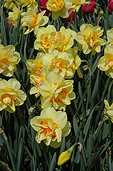 Tahiti Daffodil (Narcissus 'Tahiti') at A Very Successful Garden Center