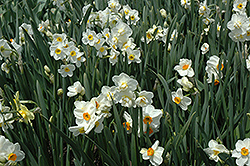 Geranium Daffodil (Narcissus 'Geranium') at A Very Successful Garden Center