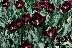 Queen of the Night Tulip (Tulipa 'Queen of the Night') at A Very Successful Garden Center