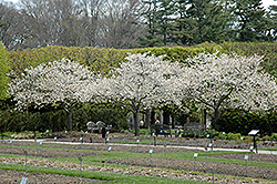 Mt. Fuji Flowering Cherry (Prunus serrulata 'Shirotae') at Lakeshore Garden Centres
