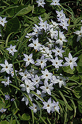 Wisley Blue Spring Starflower (Ipheion uniflorum 'Wisley Blue') at Lakeshore Garden Centres