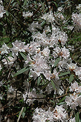 Hockessin Rhododendron (Rhododendron 'Hockessin') at Lakeshore Garden Centres