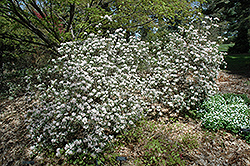 Hockessin Rhododendron (Rhododendron 'Hockessin') at A Very Successful Garden Center