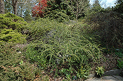 Great Dane Ground Cotoneaster (Cotoneaster horizontalis 'Great Dane') at Lakeshore Garden Centres