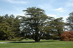 Atlas Cedar (Cedrus atlantica) at A Very Successful Garden Center