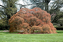 Ornatum Japanese Maple (Acer palmatum 'Ornatum') at A Very Successful Garden Center