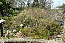 J.L. Pennock White Enkianthus (Enkianthus perulatus 'J.L. Pennock') at Stonegate Gardens