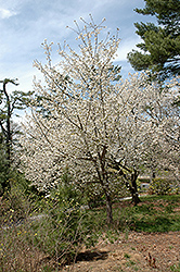 Mt. Fuji Flowering Cherry (Prunus serrulata 'Mt. Fuji') at Stonegate Gardens