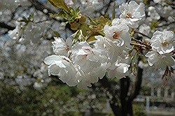 Mt. Fuji Flowering Cherry (Prunus serrulata 'Mt. Fuji') at Stonegate Gardens