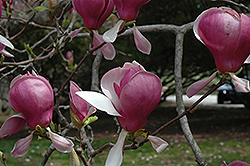 Lennei Saucer Magnolia (Magnolia x soulangeana 'Lennei') at Stonegate Gardens