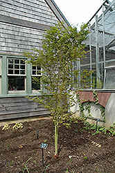 Tsukasa Silhouette Japanese Maple (Acer palmatum 'Tsukasa Silhouette') at A Very Successful Garden Center