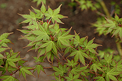 Tsukasa Silhouette Japanese Maple (Acer palmatum 'Tsukasa Silhouette') at A Very Successful Garden Center