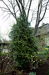 Excelsa Red Cedar (Thuja plicata 'Excelsa') at A Very Successful Garden Center