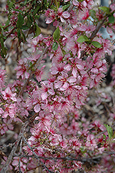 Dwarf Bush Cherry (Prunus jacquemontii) at A Very Successful Garden Center