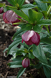 Red Lady Hellebore (Helleborus 'Red Lady') at Lakeshore Garden Centres