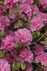 Olga Mezitt Rhododendron (Rhododendron 'Olga Mezitt') at A Very Successful Garden Center