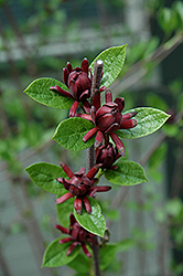 Roy's Dark Red Sweetshrub (Calycanthus floridus 'KLMY') at Lakeshore Garden Centres