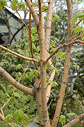 Erythrocladum Moosewood (Acer pensylvanicum 'Erythrocladum') at A Very Successful Garden Center