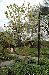 Erythrocladum Moosewood (Acer pensylvanicum 'Erythrocladum') at Lakeshore Garden Centres