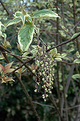 Magpie Chinese Catkin Tree (Stachyurus chinensis 'Magpie') at A Very Successful Garden Center