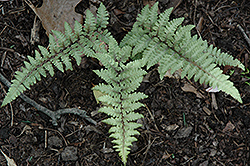 Silver Sentry Painted Fern (Athyrium 'Silver Sentry') at Lakeshore Garden Centres
