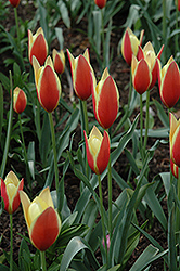 Tinka Tulip (Tulipa 'Tinka') at A Very Successful Garden Center
