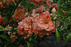 Cameo Flowering Quince (Chaenomeles speciosa 'Cameo') at A Very Successful Garden Center