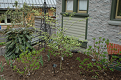 Ena Nishiki Variegated Disanthus (Disanthus cercidifolius 'Ena Nishiki') at Lakeshore Garden Centres