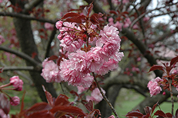 Royal Burgundy Flowering Cherry (Prunus serrulata 'Royal Burgundy') at Lakeshore Garden Centres