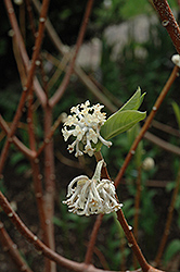 Oriental Paper Bush (Edgeworthia chrysantha) at A Very Successful Garden Center
