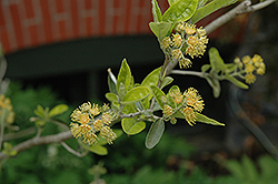 Alabama Croton (Croton alabamensis) at A Very Successful Garden Center