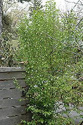 Aurea Orixa (Orixa japonica 'Aurea') at A Very Successful Garden Center