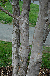 Hybrid Stewartia (Stewartia x henryae) at Lakeshore Garden Centres