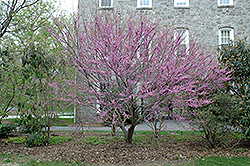 Ace Of Hearts Redbud (Cercis canadensis 'Ace Of Hearts') at A Very Successful Garden Center