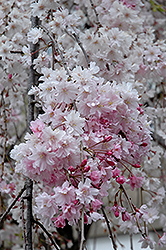 Double Pink Weeping Higan Cherry (Prunus subhirtella 'Pendula Plena Rosea') at Lakeshore Garden Centres