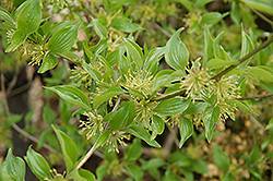 Lemon Zest Japanese Cornelian Dogwood (Cornus officinalis 'Lemon Zest') at Stonegate Gardens
