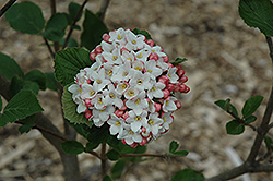 Cayuga Viburnum (Viburnum x carlcephalum 'Cayuga') at Stonegate Gardens