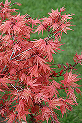 Kasagi Yama Japanese Maple (Acer palmatum 'Kasagi Yama') at Stonegate Gardens