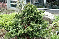 Repens Hinoki Falsecypress (Chamaecyparis obtusa 'Repens') at A Very Successful Garden Center