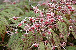 Pink Champagne Fairy Wings (Epimedium 'Pink Champagne') at Lakeshore Garden Centres