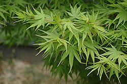 Ibo Nishiki Japanese Maple (Acer palmatum 'Ibo Nishiki') at A Very Successful Garden Center