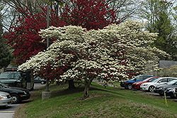 Cloud 9 Flowering Dogwood (Cornus florida 'Cloud 9') at Stonegate Gardens