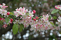 Sentinel Flowering Crab (Malus 'Sentinel') at A Very Successful Garden Center